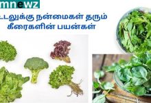 உடலுக்கு நன்மைகள் தரும் கீரைகளின் பயன்கள்